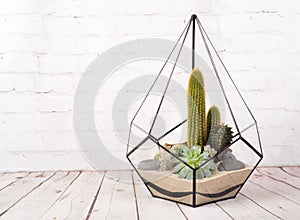 Geometric glass florarium with succulent plants