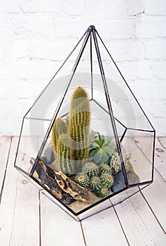 Geometric glass florarium with succulent plants