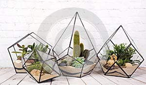 Geometric glass florarium with succulent plants