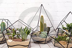 Geometric glass florarium with succulent plants