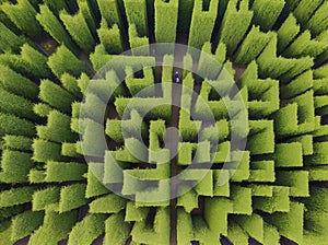 Geometric green bushes maze from above, concept of finding a way out and solving problems