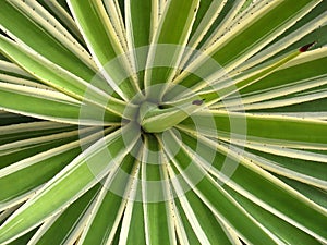 Agavaceae Agave angustifolia. Geometric nature background, Plant of branches with thorns in tropical garden. photo