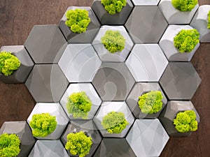 Geometric pattern on a wall made of hexagon cells with evegreen plants succulents