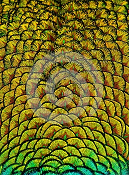 Geometric Patterns And Design In Colorful Peacock Feathers