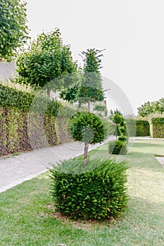Geometric plant forms of landscape design. Trees trimmed as Geometric shapes. Beautiful garden Topiary art landscape