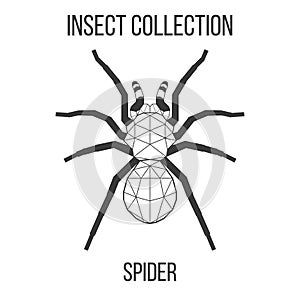 Geometric spider icon