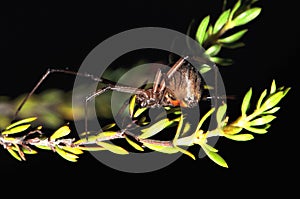 The geometric spider might be docile but doesn`t look it photo