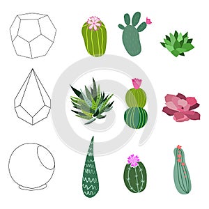 Geometric terrariums with plants, succulents and cacti.