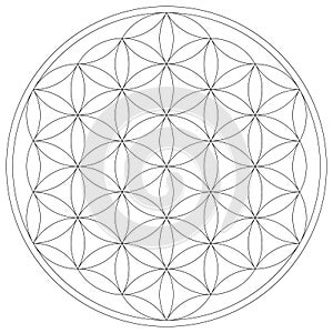 Sacred Geometry Flower of Life vector illustration photo