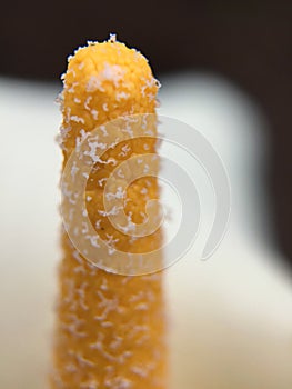 Geometrical Tropical Flower Stamens, Macro Lense