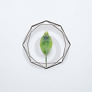 A geometrically framed leaf design. A