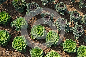 Geometrically planted green cabbages