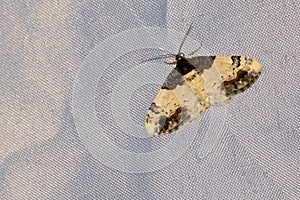 Geometrid moth