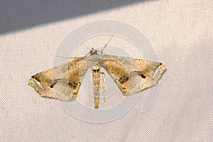 Geometrid moth
