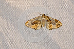 Geometrid moth