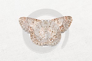 Geometrid moth on white screen