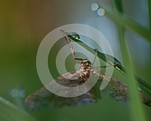 Geometridae in dew photo
