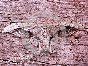 Geometridae (geometer moth) indeterminate species