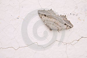 Geometridae moth photo