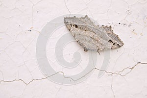 Geometridae moth
