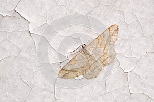 Geometridae moth