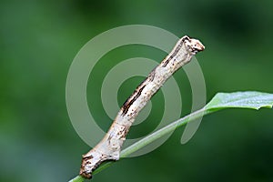 Geometridae on plant