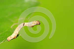 Geometridae on plant