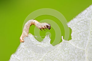 Geometridae on plant