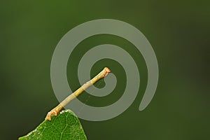 Geometridae on plant