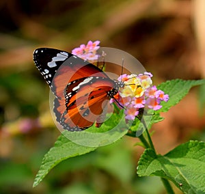 Quelli sul fiore un farfalla 