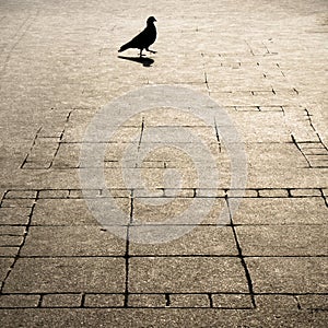 Geometry patterned city sidewalk and one pegeon silhouette shadow