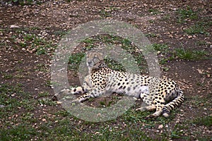 A geopard, lying on the grass of the savannah photo