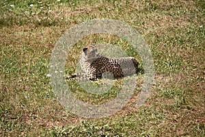 A geopard, lying on the grass of the savannah photo