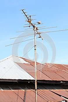 Geopelia striata on antenna