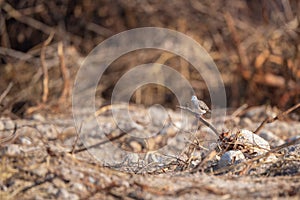 Geopelia striata bird in the forest photo