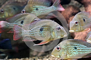 Geophagus argyrostictus. Freshwater fish of the cichlid family close-up photo