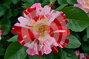 George Burns floribunda rose multicolored pink, rose-pink, red, white horizontal