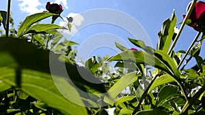 Georgen. The camera makes its way through the flowering shrubbery to the sun