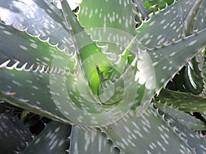 Georgeous aloevera plant