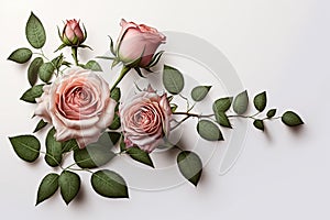 Georgeous Blooming Pink Roses on White Background