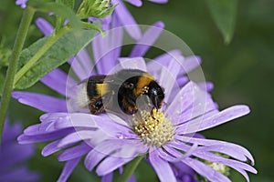 Georgeous colorful closeup on a queen Large earth bumblebee, Bombus terrestris grup, sitting on a blue Aster