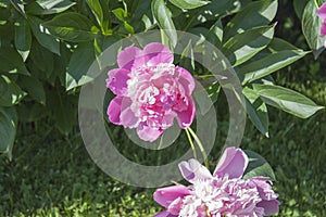 Georgeous peony in a full bloom.