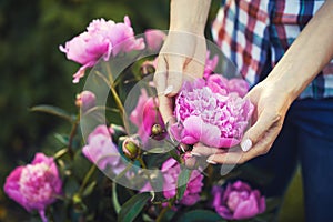 Georgeous pink peony in a spring garden