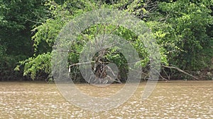 Georgia, Belton Bridge Park, A zoom in on a dead tree on the Chattahoochee River