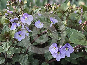 Georgia Blue Speedwell - Veronica umbrosa `Georgia Blue`