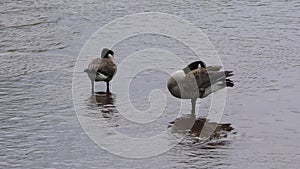 Georgia, Buford Dam Park, Two Canada Geese cleaning themselves on the Chattahoochee River