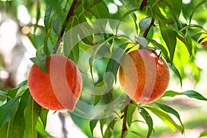 Georgia Freestone Peaches on Tree