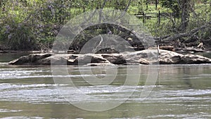 Georgia, Island Ford Park, A big rock in middle of the Chattahoochee River