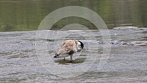 Georgia, Island Ford Park, A Canada goose cleaning itself on the Chattahoochee River