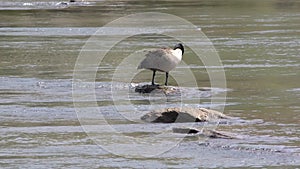 Georgia, Island Ford Park, A Canada goose cleaning itself on a rock on the Chattahoochee